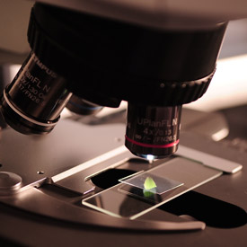 Basic Microscope Setup and Use