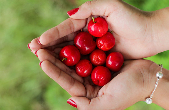 Student holding picked cherries