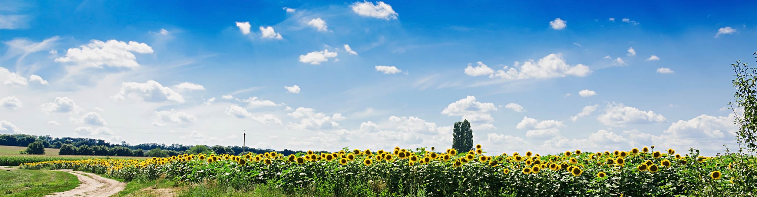 Summer landscape of sunflowers and blue skies