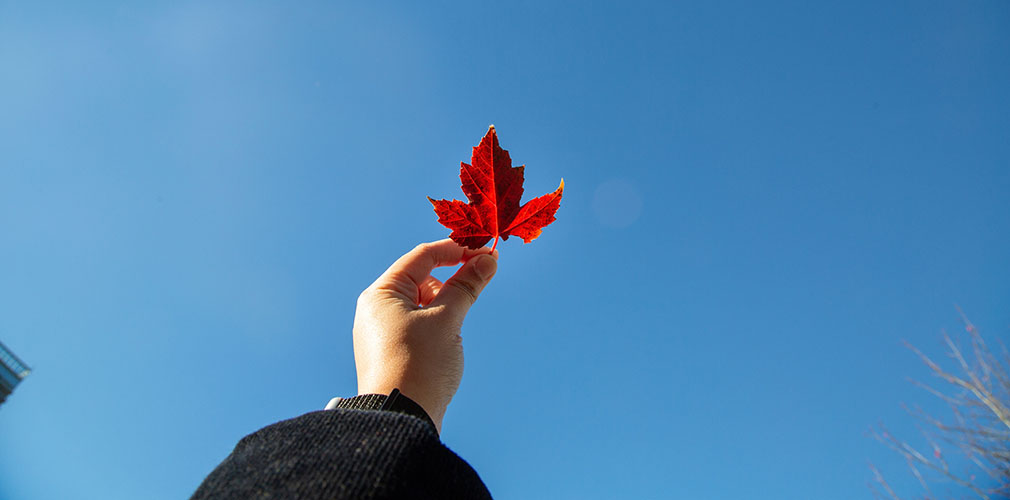 a hand holding up a maple leaf