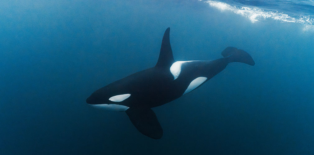 picture of an orca