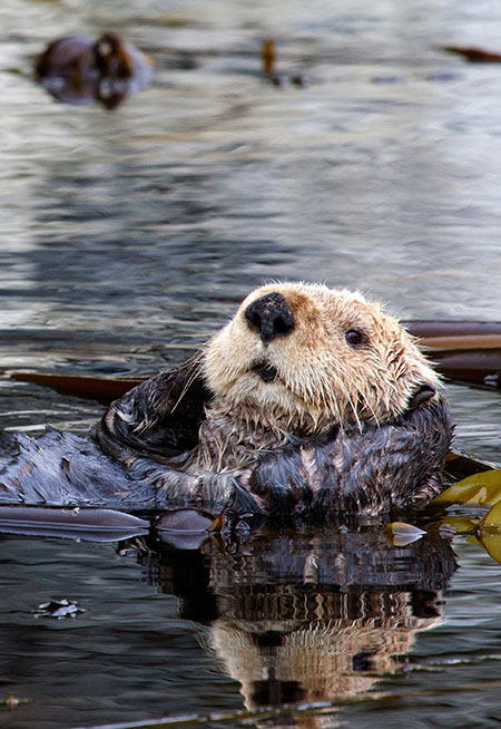 sea otter resting in kelp bed