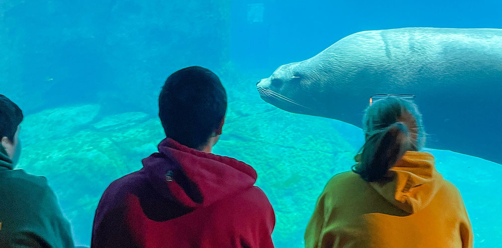 visitors observing a sea lion