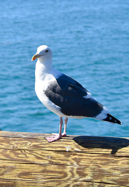 seagull standing on the pier