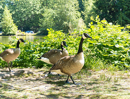 Canada goose