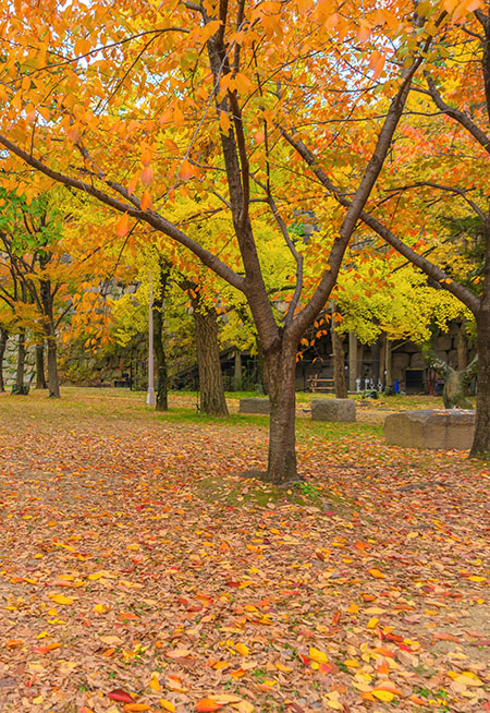 fall colours